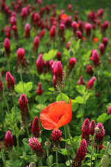 Crimson clover field in bloom with many red poppies . Trifolium incarnatum field on springtime...