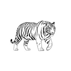 Obraz premium A black and white line drawing of a tiger walking with a curled tail on a white background plain