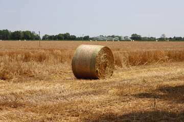 Dry yellow wheat hay bale in the field on a sunny day in  the italian countryside