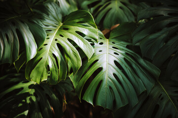 Obraz premium Tropical monstera leaves with deep green colors and natural light creating lush rainforest foliage and exotic plant texture in vibrant detail.