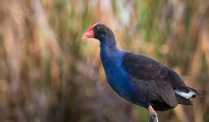 Close up of Pukeko or purple swamphen wading in lake margins among reeds
