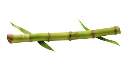 Single piece of green bamboo stem with leaves  isolated on transparent background