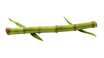 Single piece of green bamboo stem with leaves  isolated on transparent background