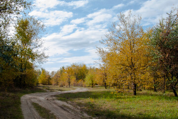 Autumn Path in Forest: Golden Trees and Blue Sky