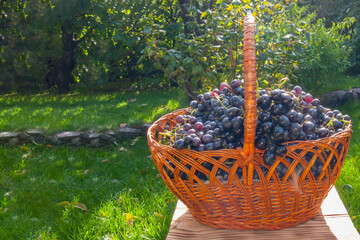 Large Basket of Black Grapes in Nature