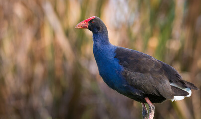Close up of Pukeko or purple swamphen wading in lake margins among reeds