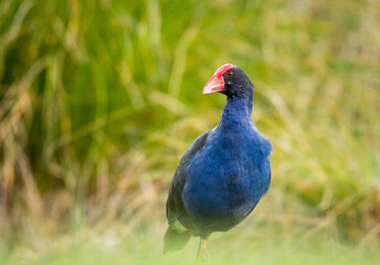Close up of Pukeko or purple swamphen wading in lake margins among reeds