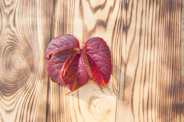 Vibrant Autumn Leaf on Textured Wooden Board