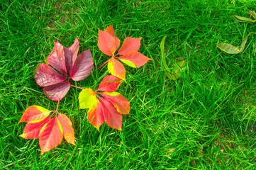 Vibrant Autumn Leaves on Lush Green Grass