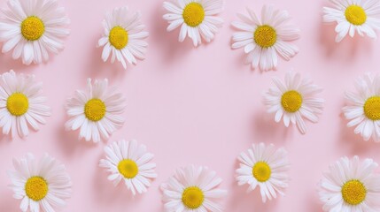 Obraz premium Chamomile daisies arranged in a soft round formation on pastel pink, symbolizing floral balance and gentle beauty