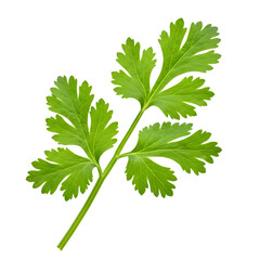 Fresh Green Cilantro Sprig Isolated on White Background Close Up