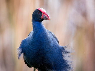 Close up of Pukeko or purple swamphen
