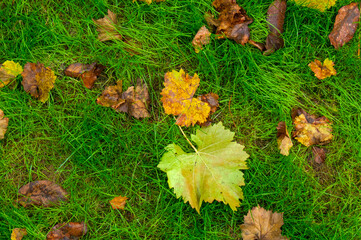 Autumn Leaf Giant on Green Lawn: Natural Texture