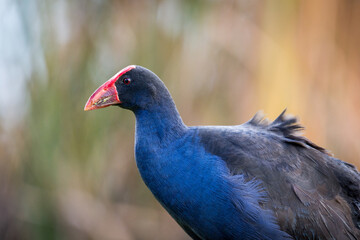 Close up of Pukeko or purple swamphen