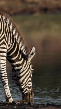 Vertical video, a zebra drinking water early morning.