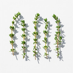 Obraz premium thyme herbal plant