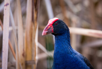 Close up of Pukeko or purple swamphen wading in lake margins among reeds