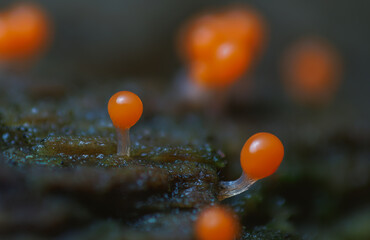 Orange slime mold - Trichia decipiens, it's a small protist organism