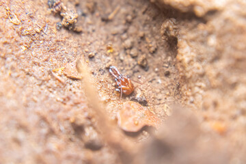 Close-up of a red ant's head remaining on soil, showcasing its mandibles and fine details. Solenopsis invicta, known as the red imported fire ant.