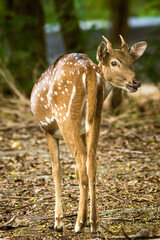 The Spotted deer looking for predicators