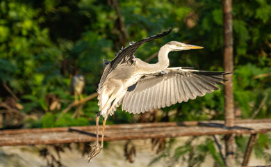 The grey heron 