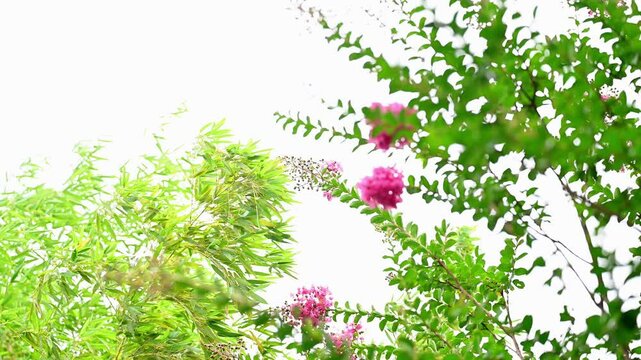 pink spring flowers