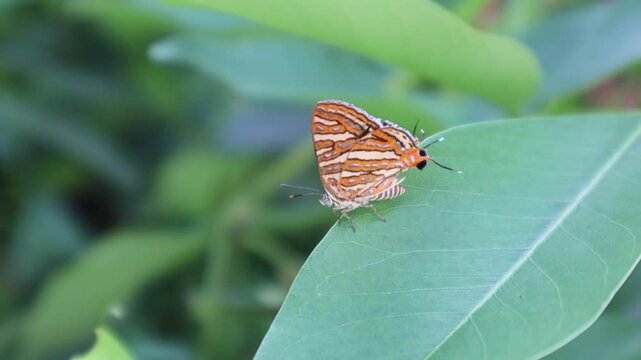 Common Silverline butterfly on leaf_ Spindasis vulcanus