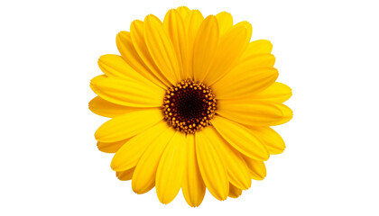 Vibrant Yellow Flower Close-up Macro Shot