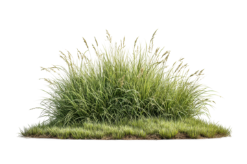 PNG Lush green grass bush with long blades isolated on white background
