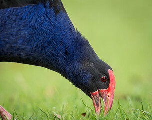Close up of Pukeko or purple swamphen