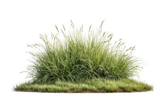 PNG Lush green grass bush with long blades isolated on white background - Powered by Adobe