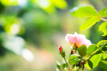 Blooming fresh pink rose bud green lawn grass in natural sunlight shining day in garden. Copy space
