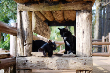 Adorable tabby cute couple kitten black cat sitting and sleeping under wooden table on terrace in natural sunlight in countryside of Asian
