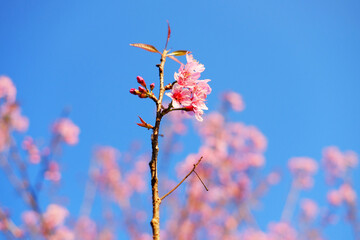 Close up blooming pink wild Himalayan Cherry flowers branch with blue sky. Copy space