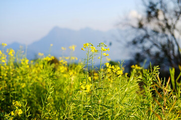 Blooming fresh yellow Canola Rape flowers meadow in wildflower and forest with blue sky on mountain