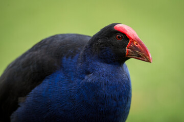 Close up of Pukeko or purple swamphen