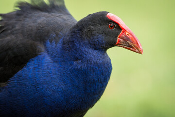 Close up of Pukeko or purple swamphen