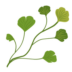 Illustration of ginkgo biloba leaves,green leaf set,fresh green leaf vector