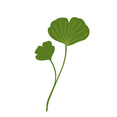 Illustration of ginkgo biloba leaves,green leaf set,fresh green leaf vector