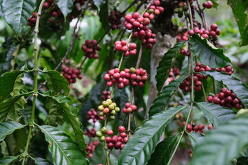 Coffee Cherries on the Branch: Ripening Harvest