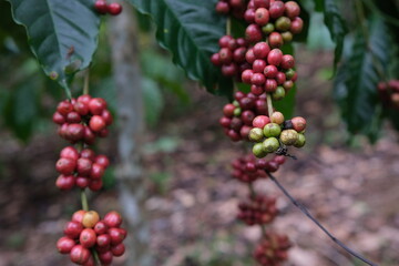 Coffee Cherries Ripening on the Branch