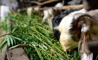 Goats Eating Fresh Green Fodder on a Rural Farm