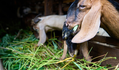 Goats Eating Fresh Green Fodder on a Rural Farm