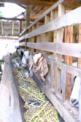 Goats Feeding in a Wooden Pen on a Rural Farm