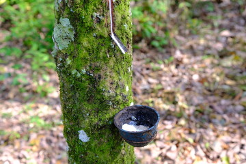 Rubber Tree Tapping: Sustainable Harvest