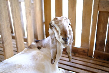 Goat Portrait in Wooden Pen - Farm Animal