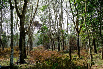 Rubber Tree Plantation: Serene Forest Scene