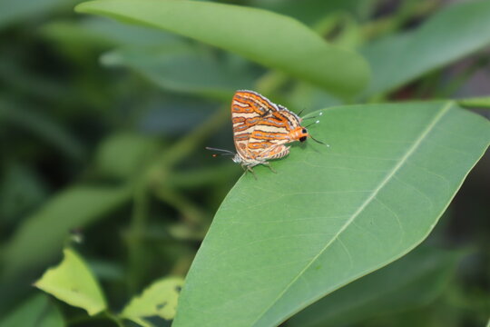Common Silverline butterfly, Spindasis vulcanus
