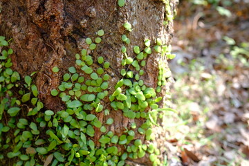 Tiny Foliage Clinging to Tree Bark