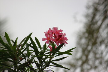 A bouquet of pink flowers blooms on top of a bush.